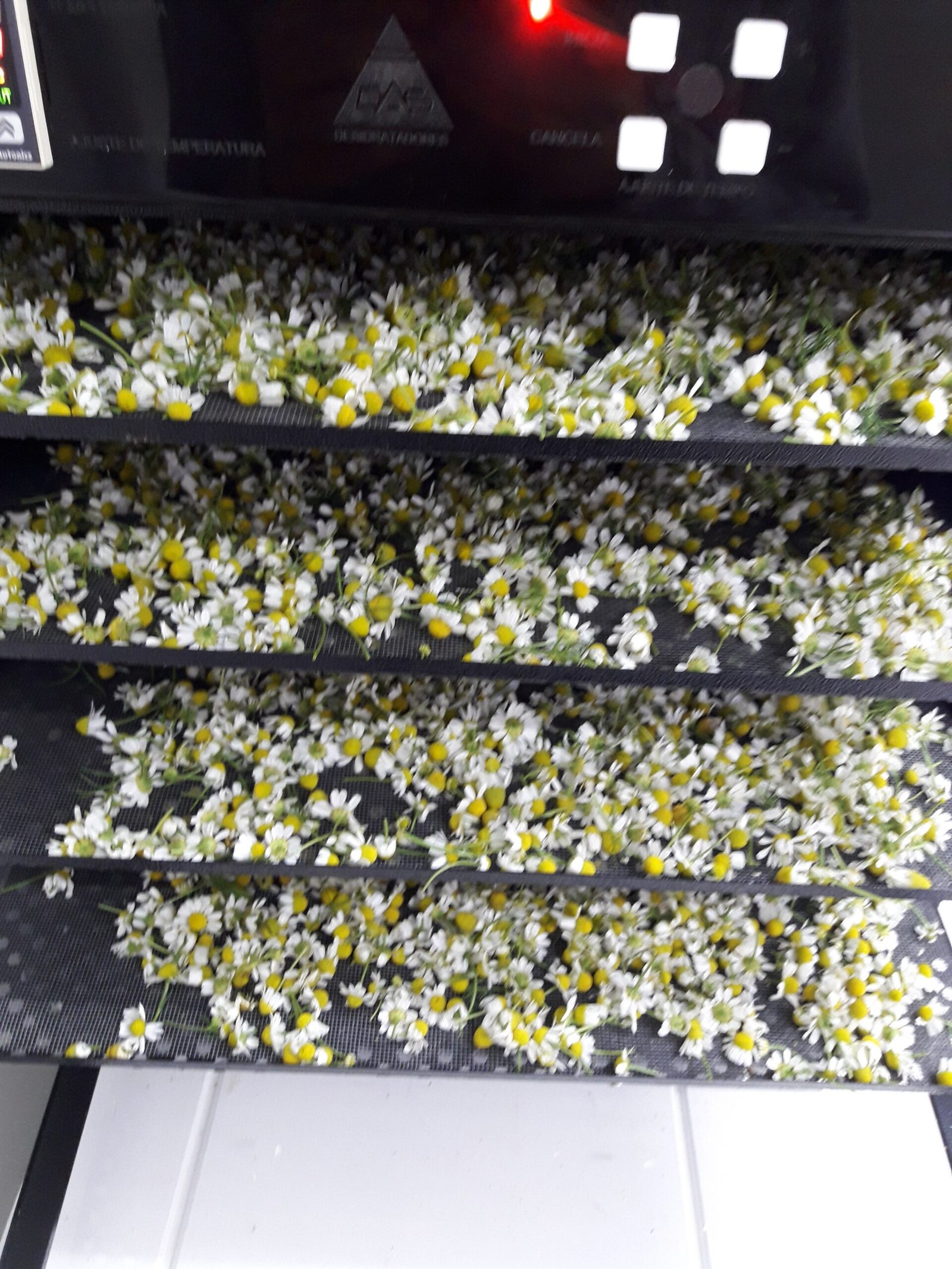 Chá de Camomila 100% Puro e Agroecológico. 7 Sachês. - Imagem 4