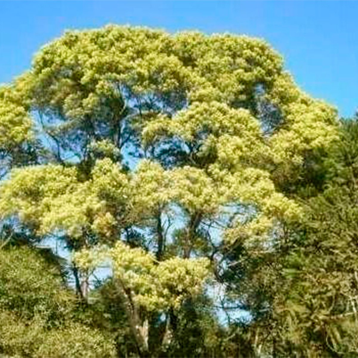 Semente de Bracatinga Amarela (Mimosa scabrella) Florada de Outono e Inverno para a Abelhas Nativas. - Imagem 3