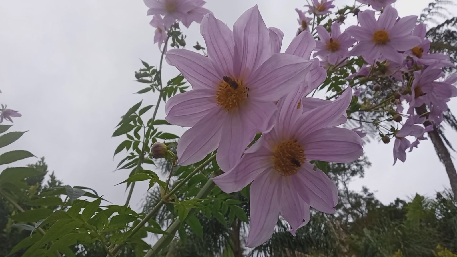 Estacas de Dália Imperial (Dahlia imperialis) Florada muito rica no Outono e Inverno. - Imagem 5