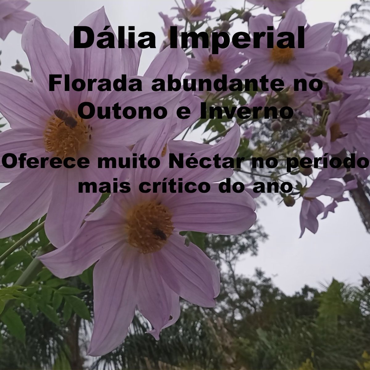 Kit 4 Plantas Melíferas. Sementes de Bracatinga Rosa e Amarela, Estacas de Sabugueiro e Dália Imperial. - Imagem 8