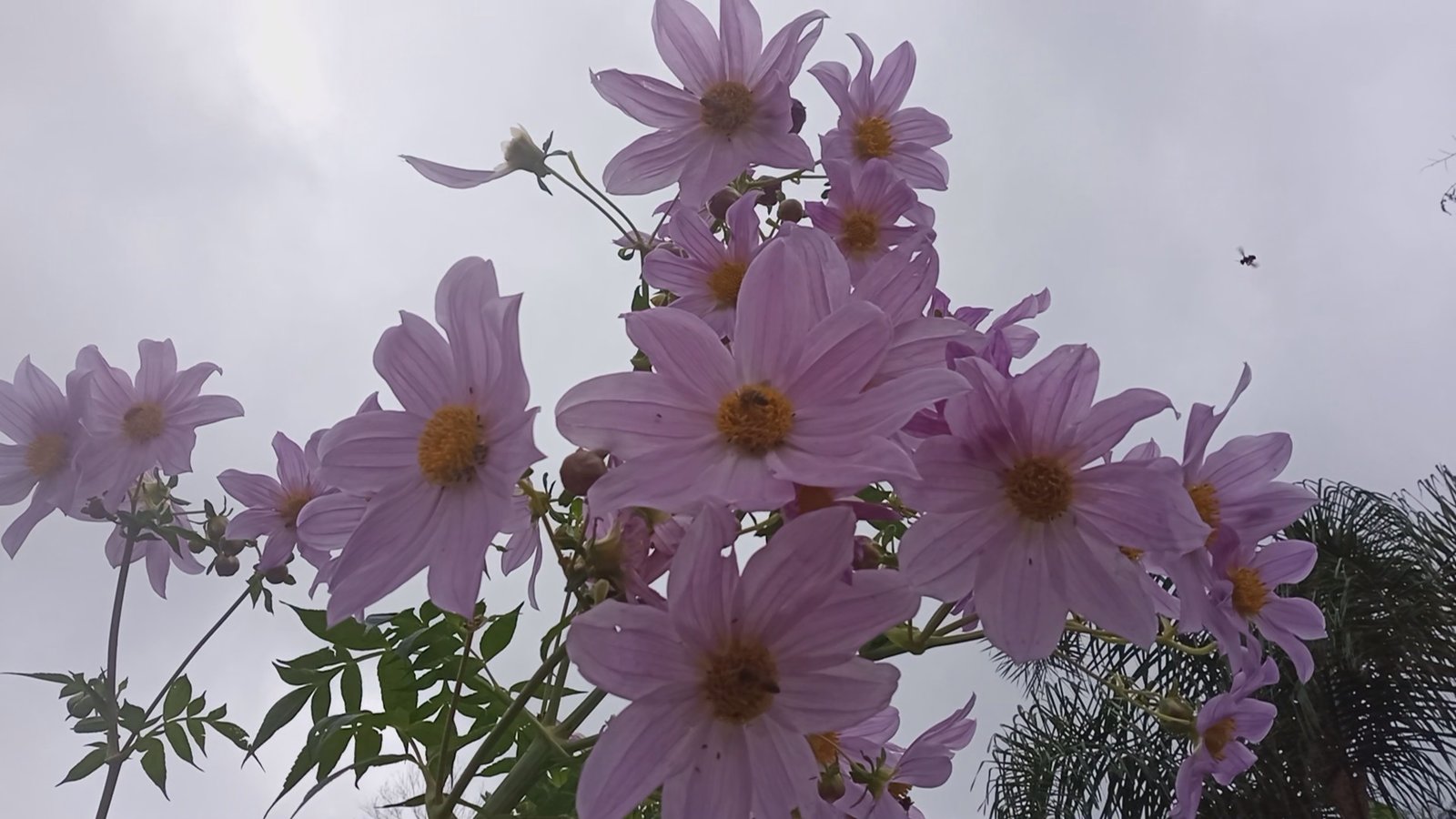 Estacas de Dália Imperial (Dahlia imperialis) Florada muito rica no Outono e Inverno. - Imagem 3