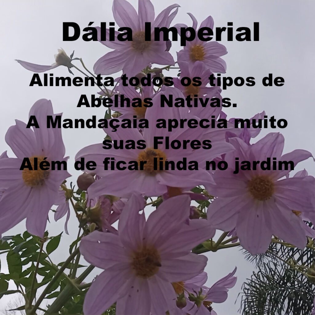 Estacas de Dália Imperial (Dahlia imperialis) Florada muito rica no Outono e Inverno.