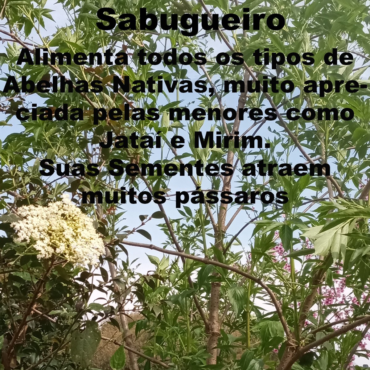 Kit 4 Plantas Melíferas. Sementes de Bracatinga Rosa e Amarela, Estacas de Sabugueiro e Dália Imperial. - Imagem 6