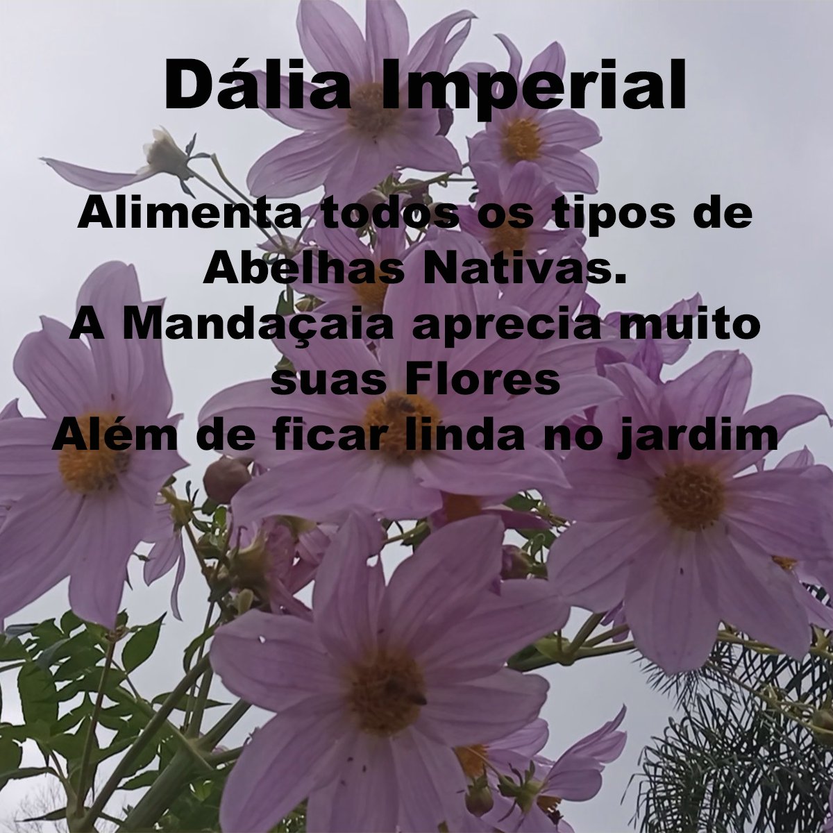 Kit 4 Plantas Melíferas. Sementes de Bracatinga Rosa e Amarela, Estacas de Sabugueiro e Dália Imperial. - Imagem 9
