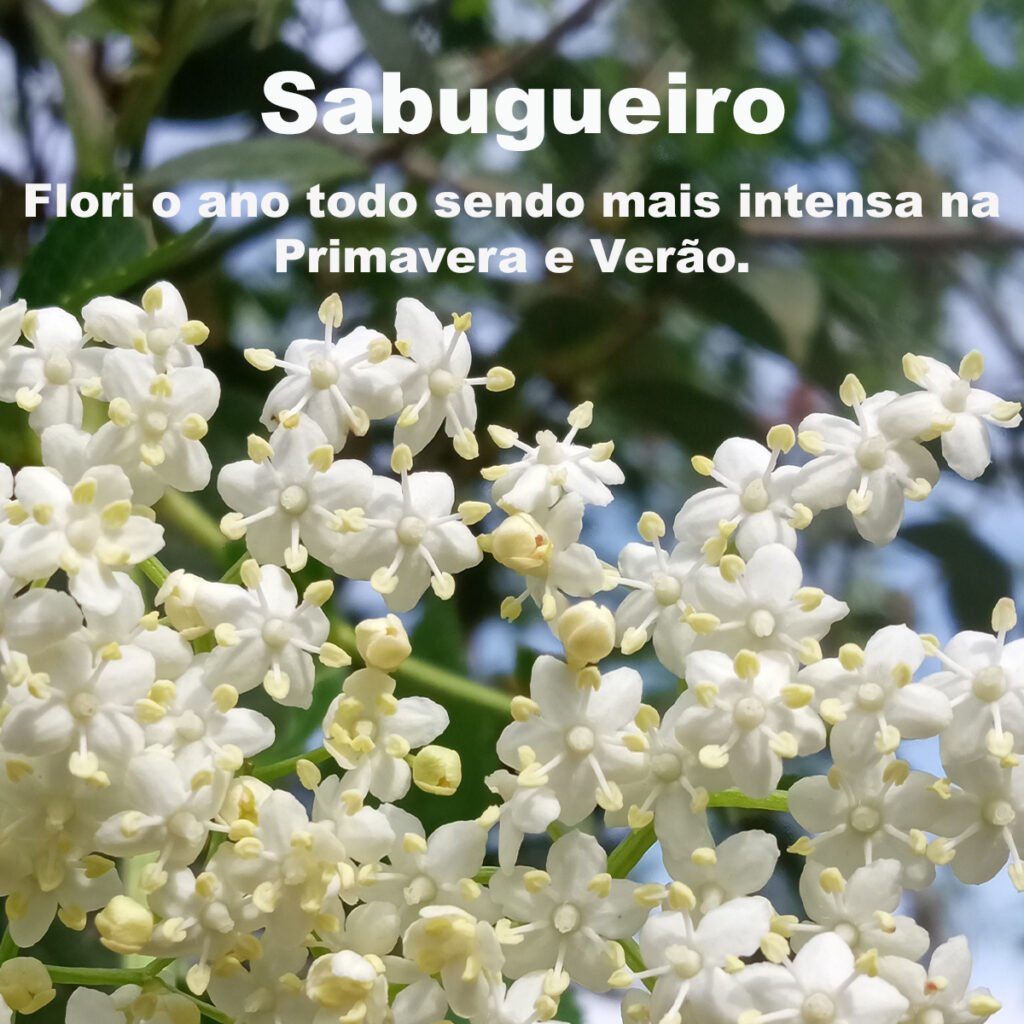 Estacas de Sabugueiro (Sambucus nigra) Florada abundante para Abelhas Nativas na Primavera e Verão.