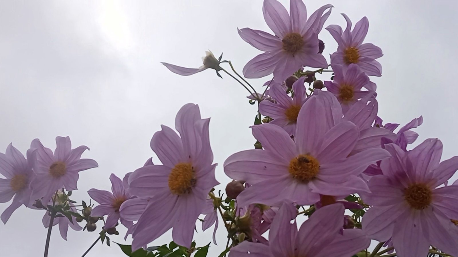 Estacas de Dália Imperial (Dahlia imperialis) Florada muito rica no Outono e Inverno. - Imagem 4
