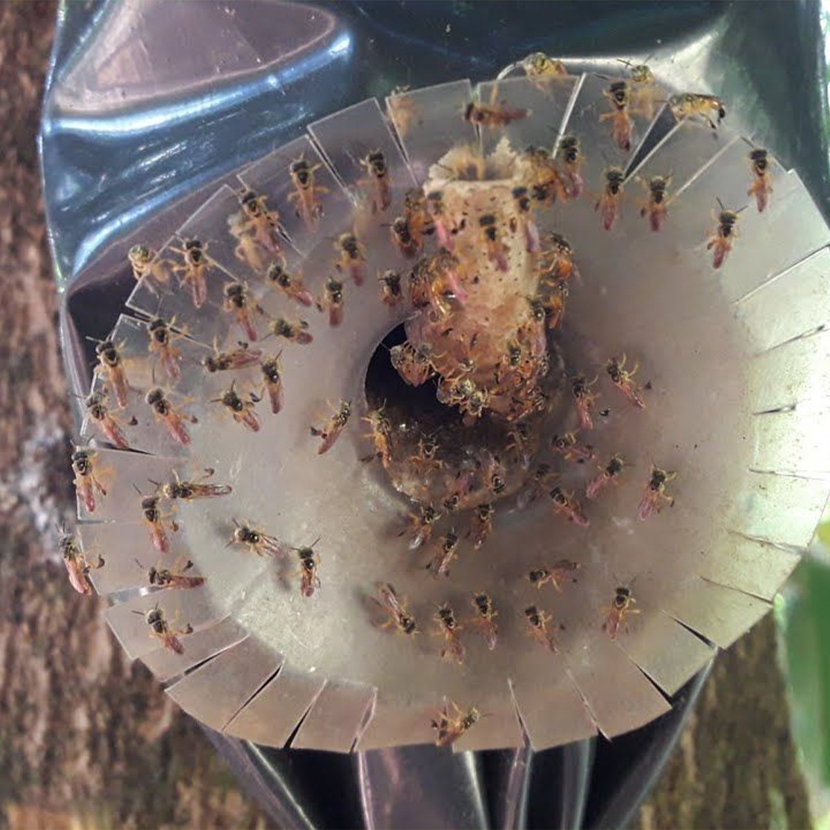 Atrativo para captura de Abelhas Nativas em ninhos provisórios. 300ml - Imagem 2