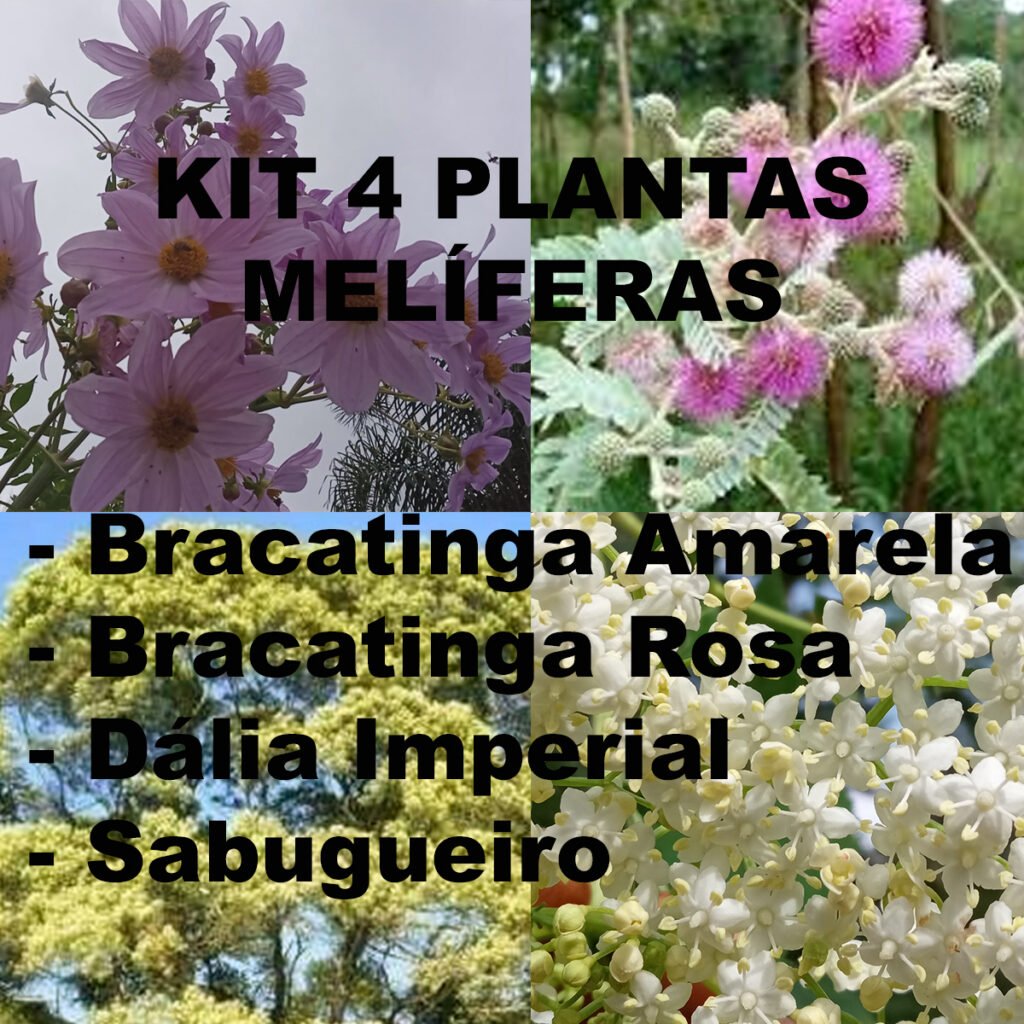 Kit 4 Plantas Melíferas. Sementes de Bracatinga Rosa e Amarela, Estacas de Sabugueiro e Dália Imperial.