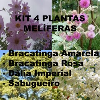 Kit 4 Plantas Melíferas. Sementes de Bracatinga Rosa e Amarela, Estacas de Sabugueiro e Dália Imperial.