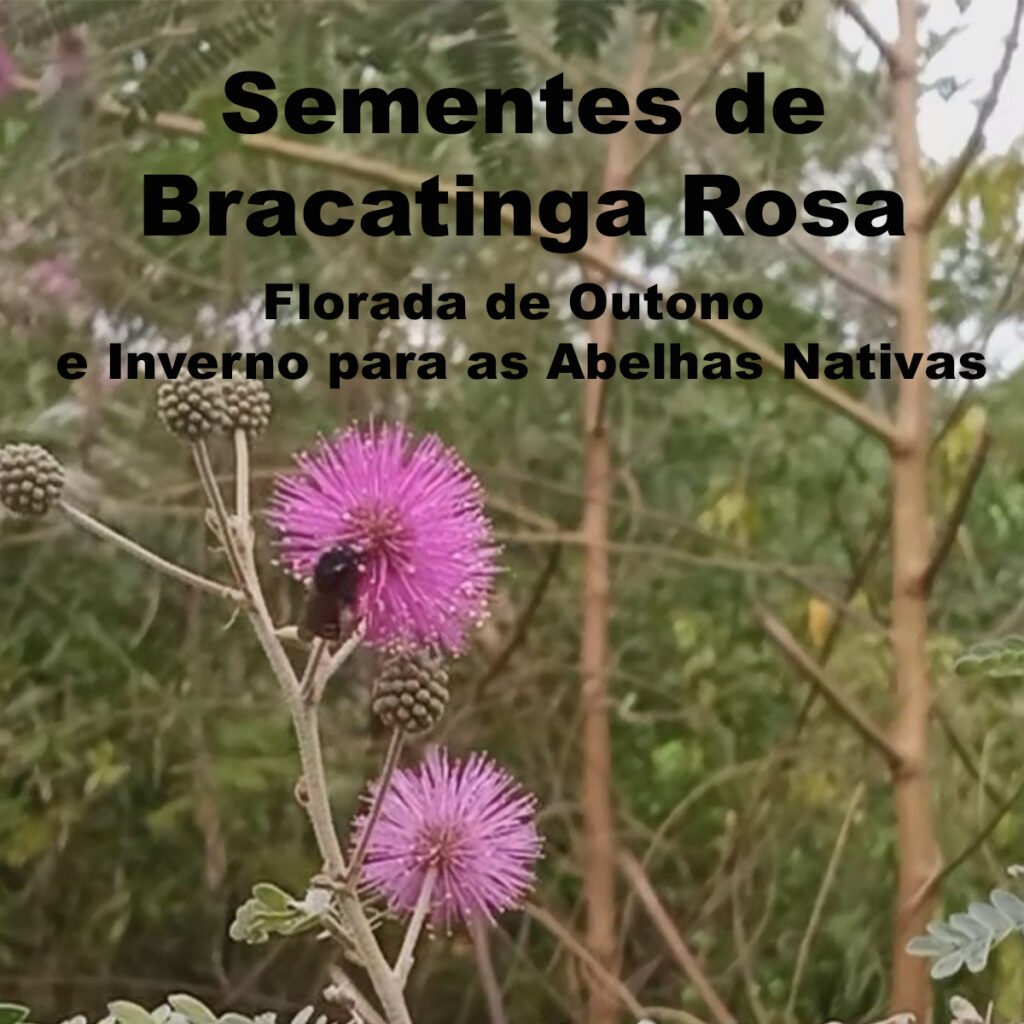 Semente de Bracatinga Rosa (Mimosa flocculosa) Florada de Outono e Inverno para a Abelhas Nativas.