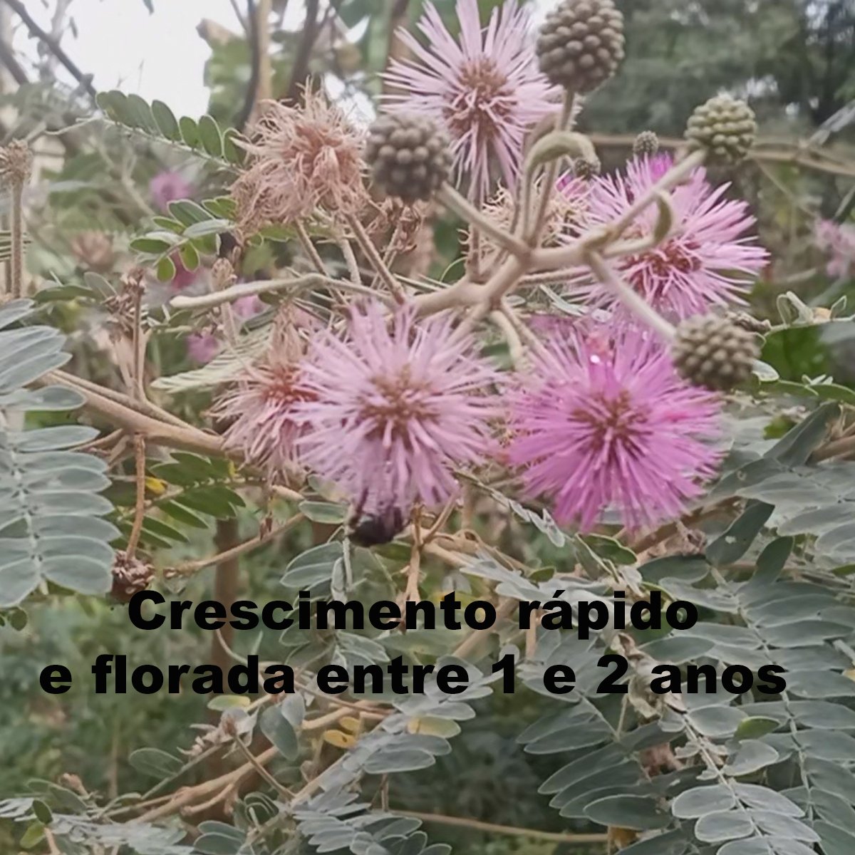 Semente de Bracatinga Rosa (Mimosa flocculosa) Florada de Outono e Inverno para a Abelhas Nativas. - Imagem 3
