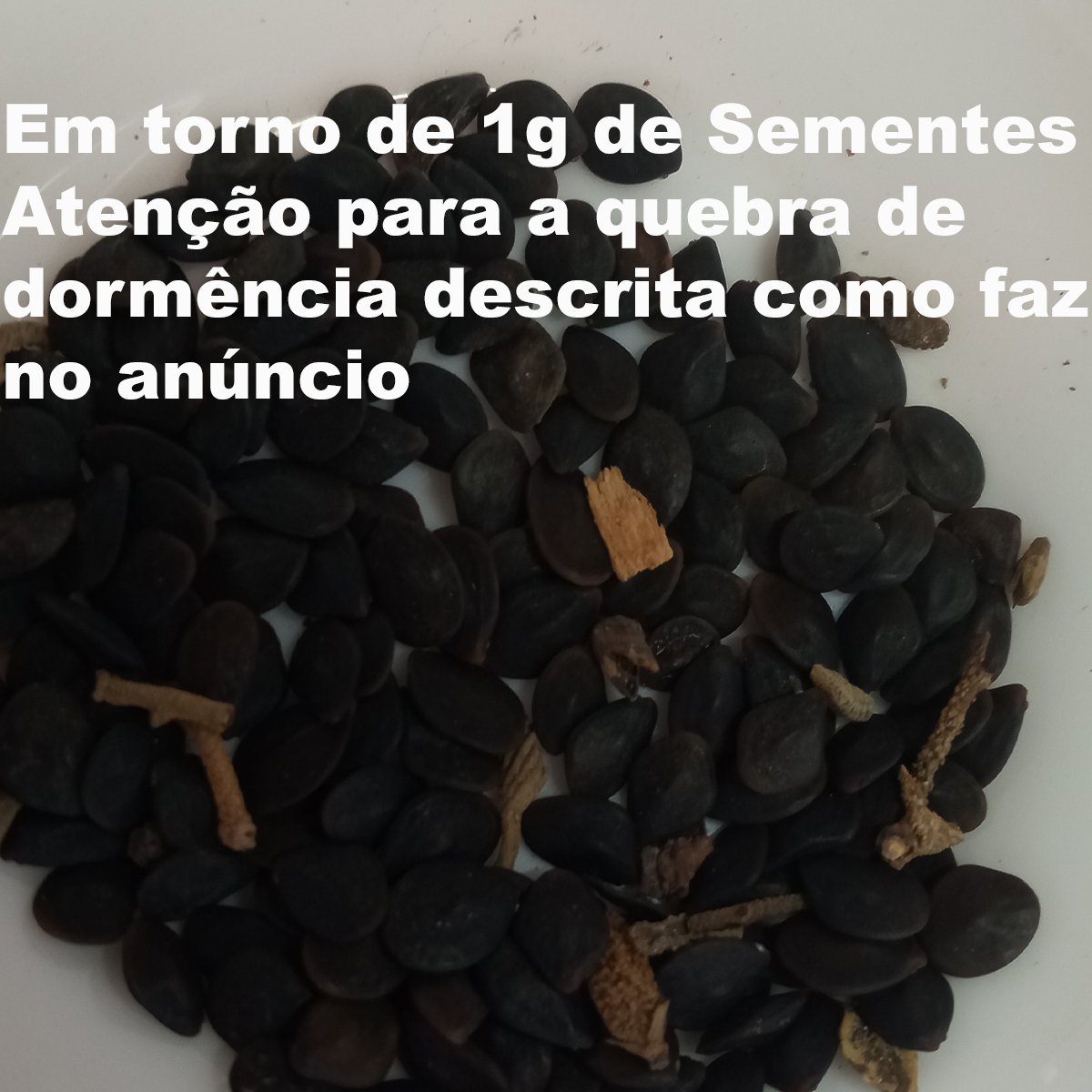 Semente de Bracatinga Rosa (Mimosa flocculosa) Florada de Outono e Inverno para a Abelhas Nativas. - Imagem 4