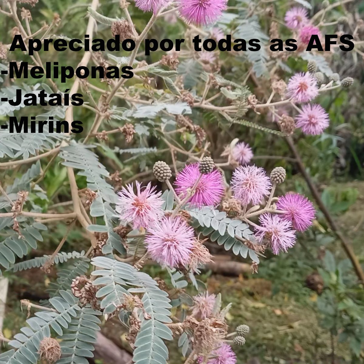 Semente de Bracatinga Rosa (Mimosa flocculosa) Florada de Outono e Inverno para a Abelhas Nativas. - Imagem 2