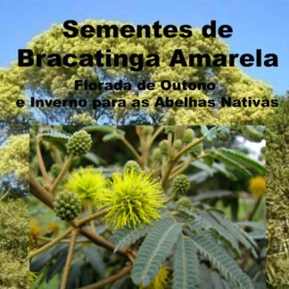 Semente de Bracatinga Amarela (Mimosa scabrella) Florada de Outono e Inverno para a Abelhas Nativas.