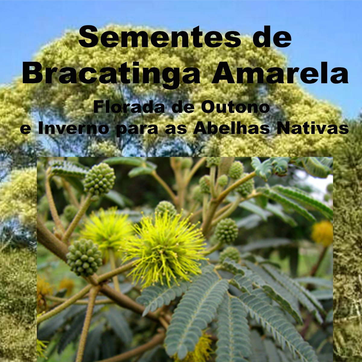Semente de Bracatinga Amarela (Mimosa scabrella) Florada de Outono e Inverno para a Abelhas Nativas.