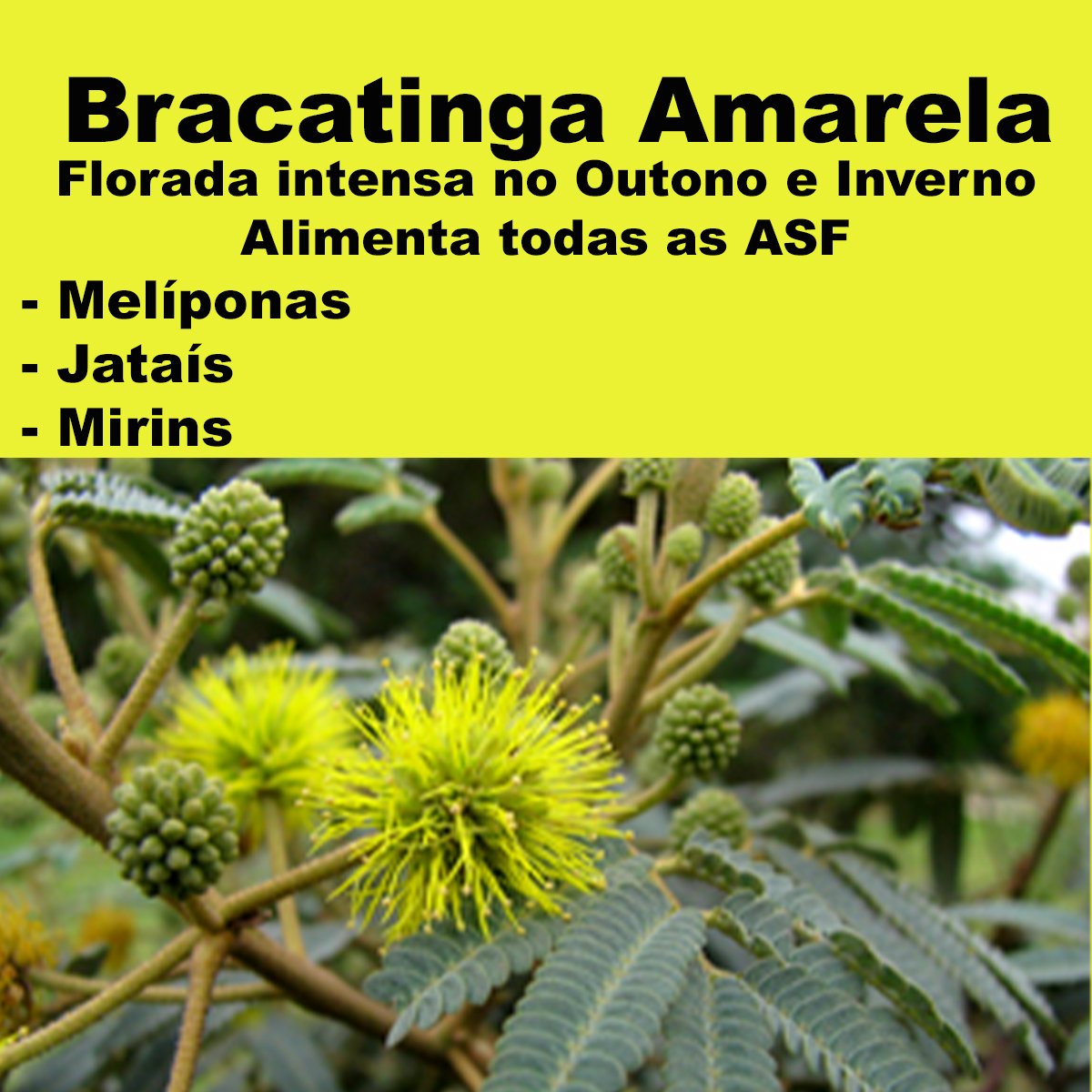 Semente de Bracatinga Amarela (Mimosa scabrella) Florada de Outono e Inverno para a Abelhas Nativas. - Imagem 2