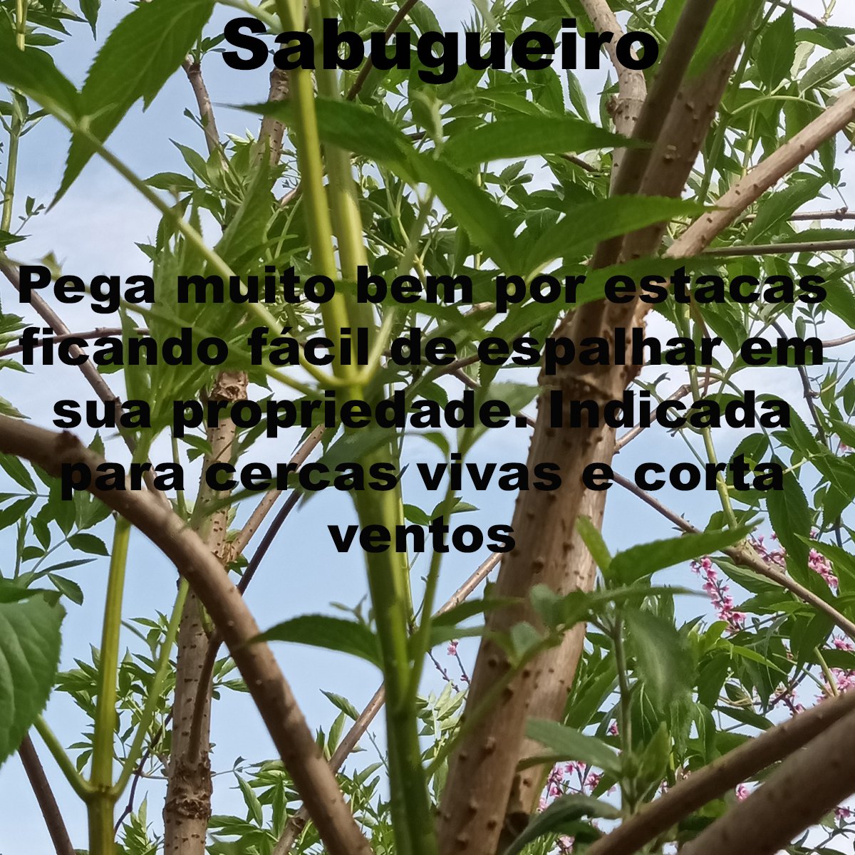 Kit 4 Plantas Melíferas. Sementes de Bracatinga Rosa e Amarela, Estacas de Sabugueiro e Dália Imperial. - Imagem 7